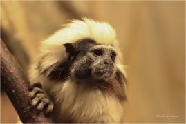 <p>TAMARÍN PINĆÍ (Saguinus oedipus) Zoo Spišská Nová Ves ---- /Cotton-top tamarin - Lisztaffe/</p>